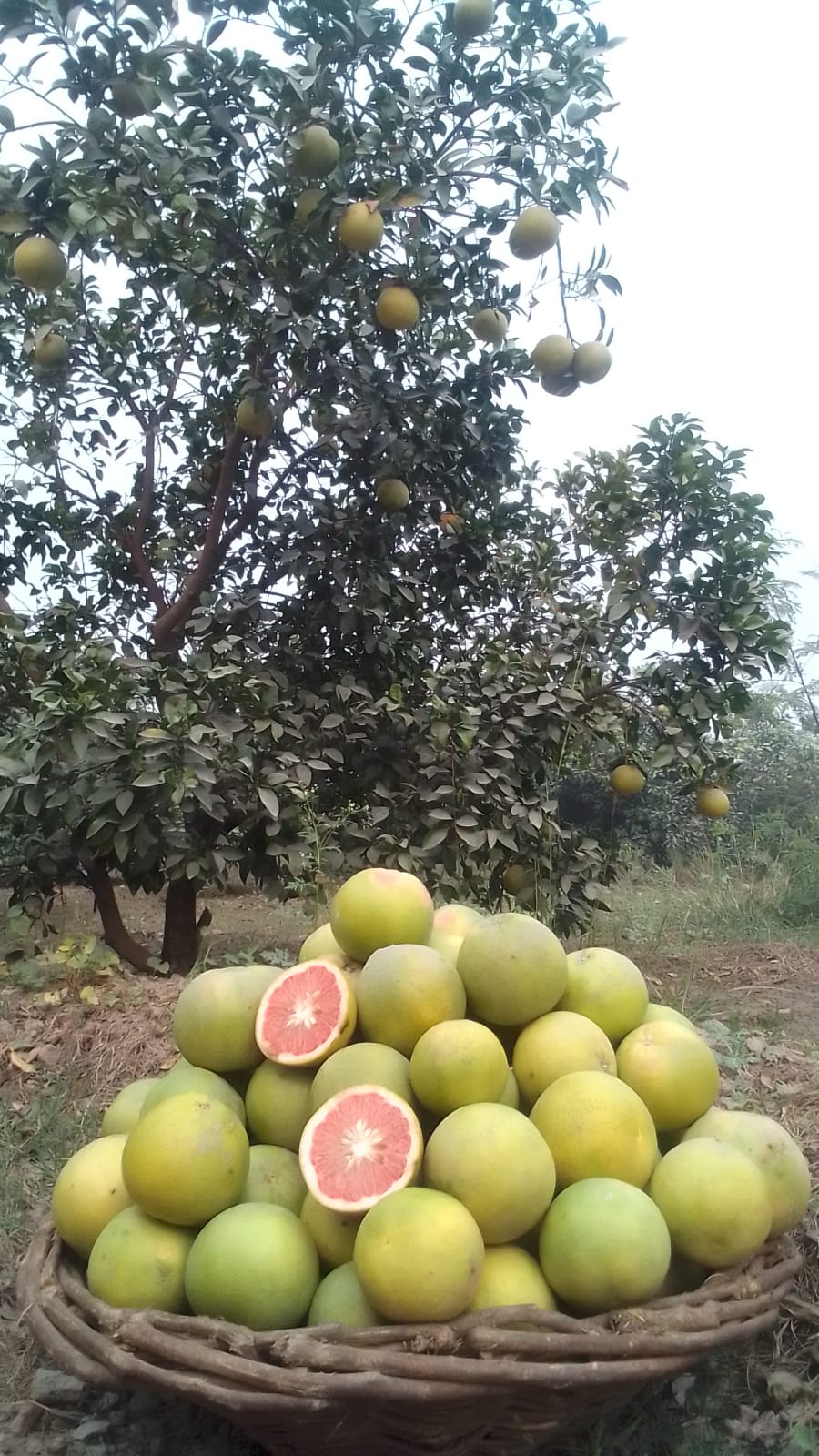 Organic Grapefruits | Star Ruby Red | Export Quality