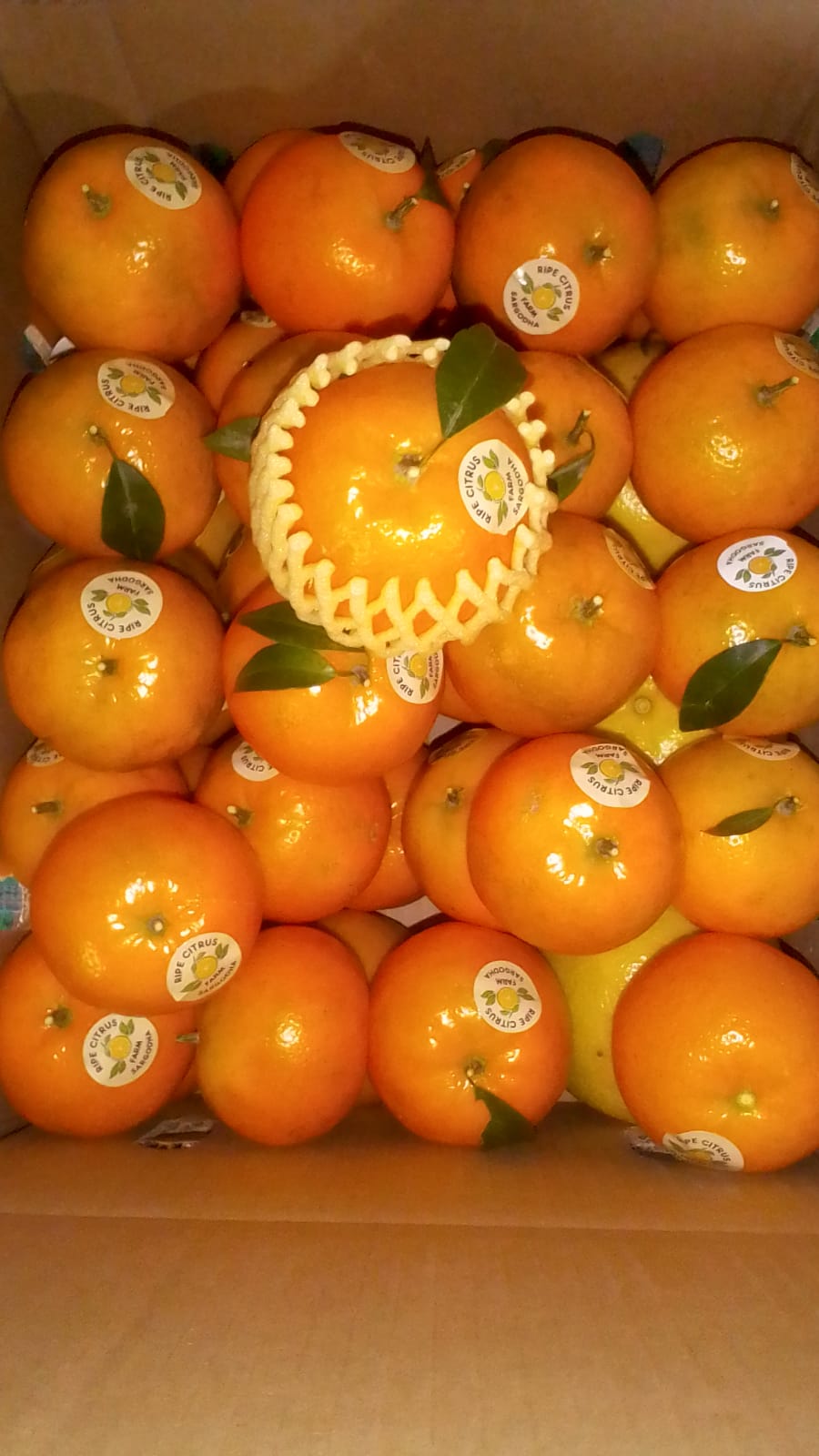 Kinnow (Mandarins)| Direct from Farm| Organic, Sweet & Juicy |