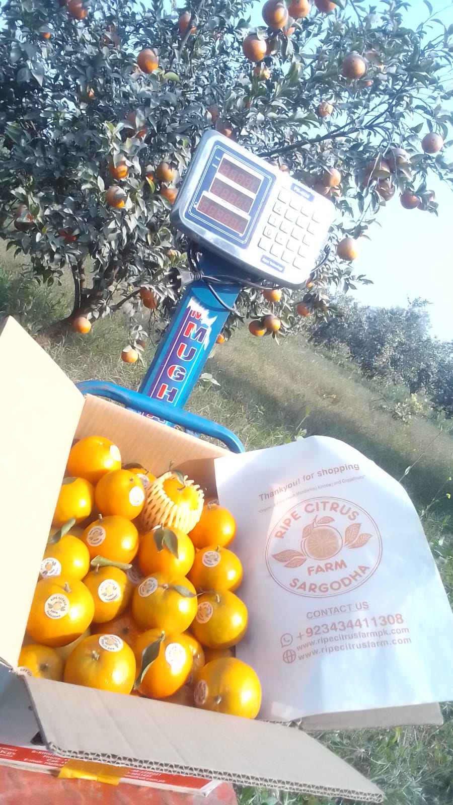 Kinnow (Mandarins)| Direct from Farm| Organic, Sweet & Juicy |